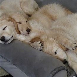 Goldendoodle Puppies from Grosenbacher Goldendoodles