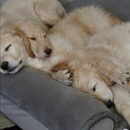 Goldendoodle Puppies from Grosenbacher Goldendoodles