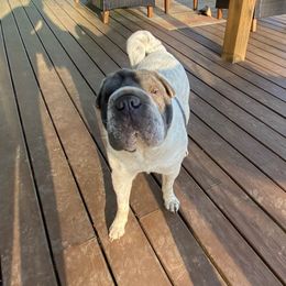 Boonie - Chinese Shar-Pei