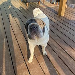 Boonie - Chinese Shar-Pei
