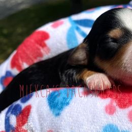 Cinnamon roll - Dachshund puppy in Orem, Utah from Miekca’s Dachshunds