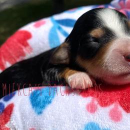 Cinnamon roll - Dachshund puppy in Orem, Utah from Miekca’s Dachshunds