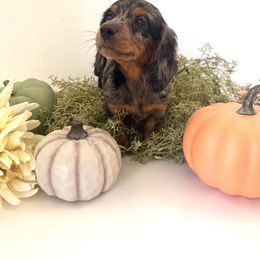 Dachshund Puppies from Breakfast Club Dachshunds