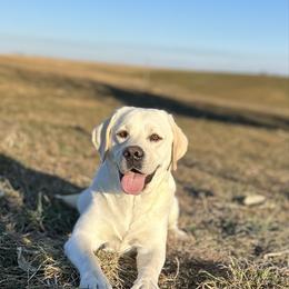 Kimber - Labrador Retriever
