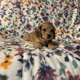 Lily AKC Cream - Cream female Dachshund puppy in Magnolia, Texas from J&R Macias Dachshunds