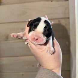 Tempest - Black white and tan female English Springer Spaniel puppy in Cottageville, West Virginia from Mountain Top Springers