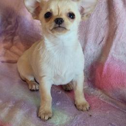 Oakley - Fawn male Chihuahua puppy in Indianapolis, Indiana from London Rouge Chihuahuas