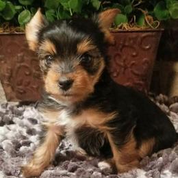 Star - Black and gold female Yorkshire Terrier puppy in Hot Springs, Arkansas from Kimberly's Lovable Littles
