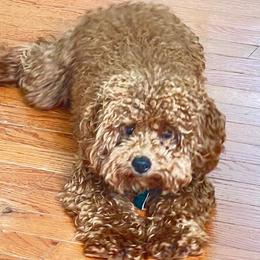 Goldendoodle and Poodle All Grown Up from Honey Blossom Doodles