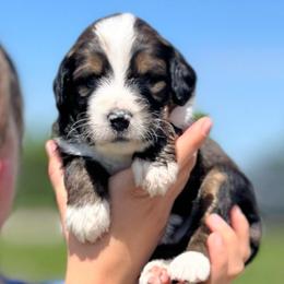 Independence - Sable male Bernedoodle puppy in Kansas City, Missouri from Beary GoldenDoodles