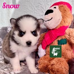Snow - Wolf sable female Pomsky puppy in Venus, Pennsylvania from Hemlock Pines Pomsky