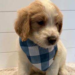 Orange Collar Boy - Parti male Goldendoodle puppy in San Augustine, Texas from Vintage Doodles