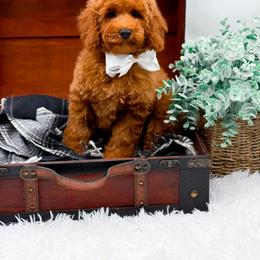 Ensley - Red  female Goldendoodle puppy in North Carolina from NC Doodle Puppies