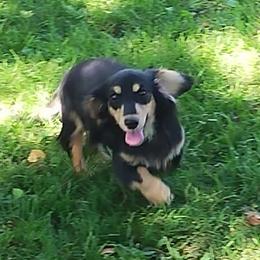 Dolly - Dachshund
