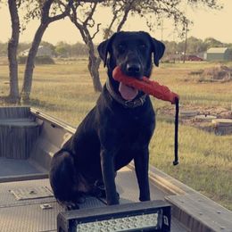 Rush - Labrador Retriever