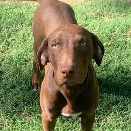 Rumor - Catahoula Leopard Dog
