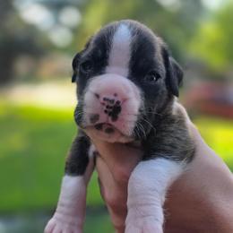 Gunny - Brindle male Boxer puppy in Spring, Texas from Sanchez Boxers