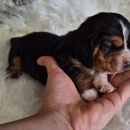 Dixie - Black brown and white female Basset Hound puppy in Mack's Creek, Missouri from Mack's Creek Basset Hounds