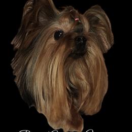 Lamborghini - Yorkshire Terrier