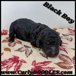 Boy 4 black Collar - Black male Goldendoodle puppy in Taneytown, Maryland from Curlydoodles