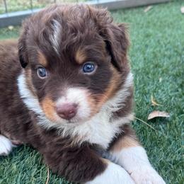 Ozzy - Red tri-color male Australian Shepherd puppy in Ramona, California from Blue Moon Aussies