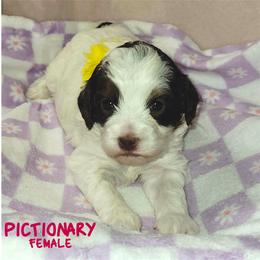 Pictionary - Tri-color female Australian Labradoodle puppy in Beecher, Illinois from Erica’s Doodles