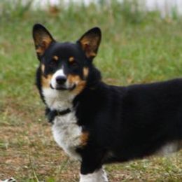 Joker - Pembroke Welsh Corgi