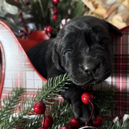 Holly - Black female Labrador Retriever puppy in Dixon, California from Rosslyn Labradors (Rose-Line)
