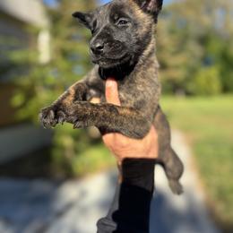 Dutch Shepherd Puppies from Lisa's dutchies