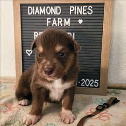 Tan - Red tri-color male Australian Shepherd puppy in Camp Verde, Arizona from Diamond Pines Farm