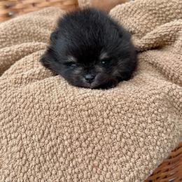 Brimsley - Black male Pomeranian puppy in Canandaigua, New York from Fingerlakes Pomeranians