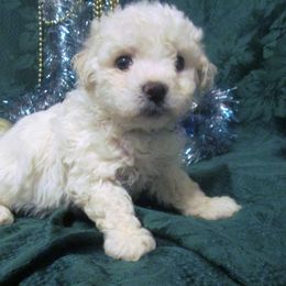 Bichon Frise Puppies from Kerley's Kuties