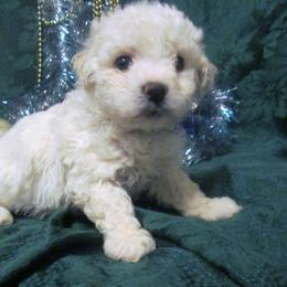 Bichon Frise Puppies from Kerley's Kuties