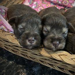 Miniature Schnauzer Puppies from Southern Magnolia Schnauzers