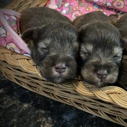 Miniature Schnauzer Puppies from Southern Magnolia Schnauzers