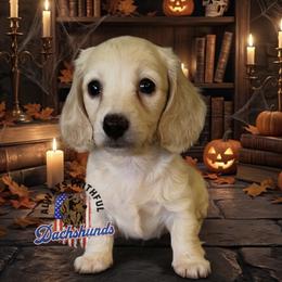 Nova - Cream female Dachshund puppy in Waverly, Ohio from Always Faithful Dachshunds