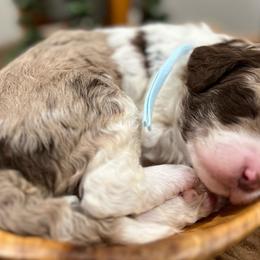 Light blue ribbon boy - Bernedoodle puppy from Bella Ridge Farms & Dapper Doodles