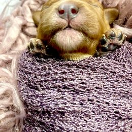 Bernedoodle and Cavapoo Puppies from Sugar Doodles Pups