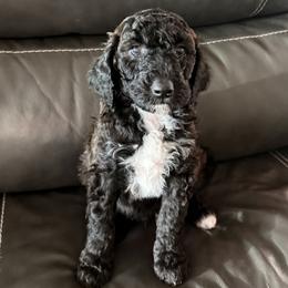 Luna- Black and White - Female - Black female Goldendoodle puppy in Wickenburg, Arizona from Gentle Paw Goldendoodles