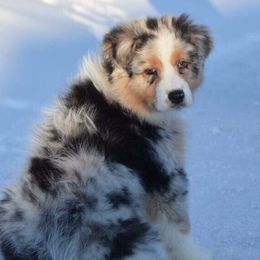 Australian Shepherds from Fiddlers Green Australian Shepherds