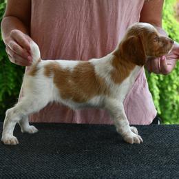 Molly - Orange roan female Brittany puppy in Hollidaysburg, Pennsylvania from Royal Flush Farms