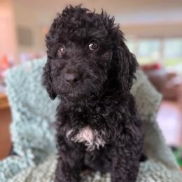 Nova - Black female Labradoodle puppy in Lowville, New York from Adirondack Labradoodles