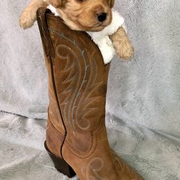 Cavapoo Puppies from Cedar Sprout Puppies