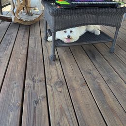 Heidi - Bichon Frise