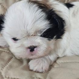 Black collar boy - Black gold and white male Shih Tzu puppy in Woodsfield, Ohio from ROSE LANE SHIH TZUS