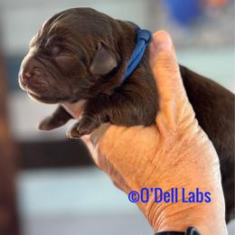 Rebel - Chocolate male Labrador Retriever puppy in Sullivan, Missouri from O’Dell Labs