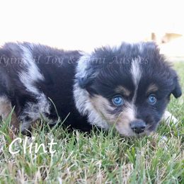 Clint - Blue merle male Miniature American Shepherd puppy in Godley, Texas from Flying H Toy and Mini Aussies