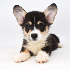 Calvin - Black and tan male Pembroke Welsh Corgi puppy in San Antonio, Texas from Moxxi's Legacy Corgis