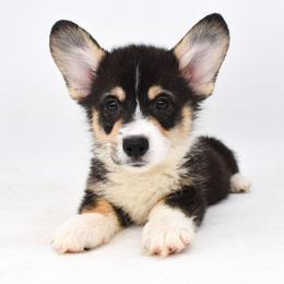 Calvin - Black and tan male Pembroke Welsh Corgi puppy in San Antonio, Texas from Moxxi's Legacy Corgis