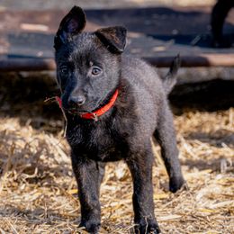 Dutch Shepherd Puppies from Faberge Hollandse Herdershond